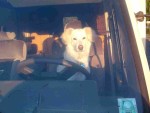 nasred parkinga ker vozi ?!? FIRENCA!!!